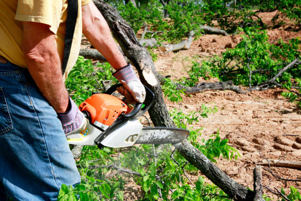 Trusted Stanleytown, VA Tree Care  Experts